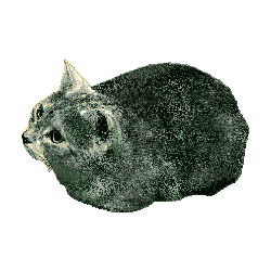 beastrotate