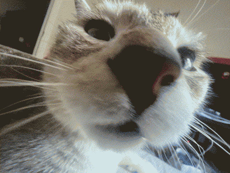 sniff