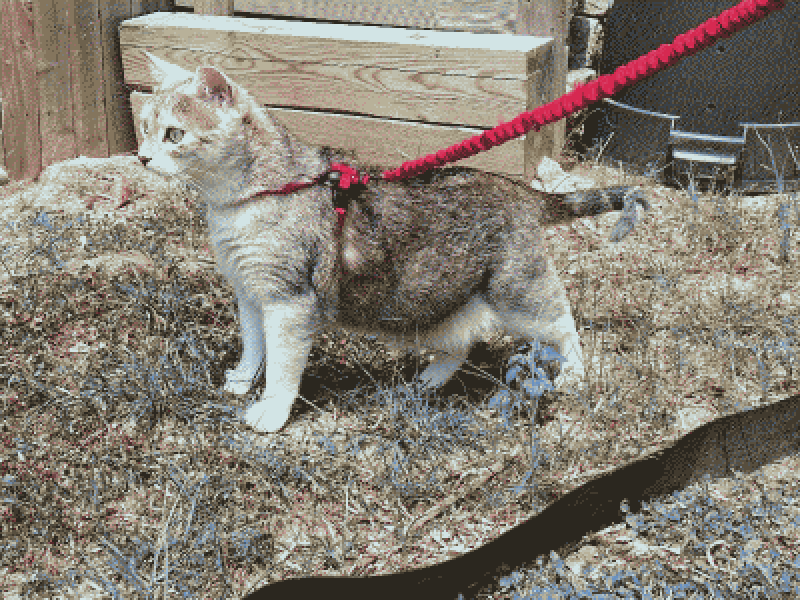 leash