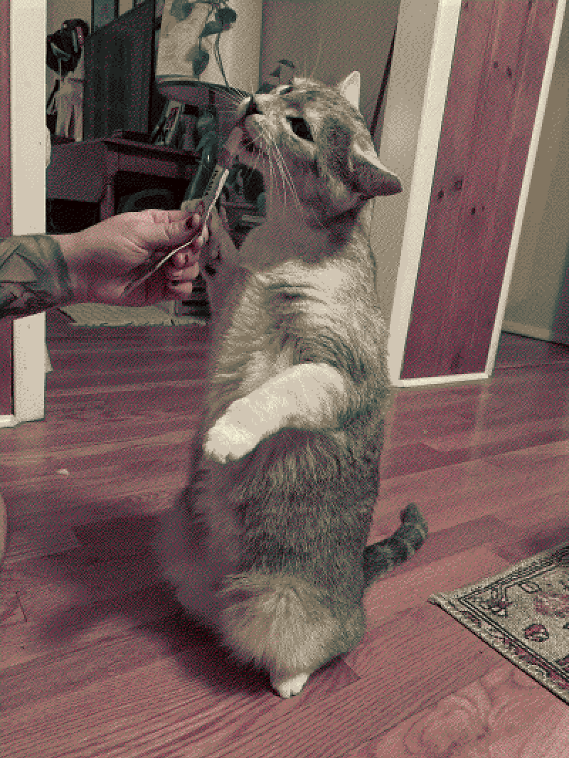 lick